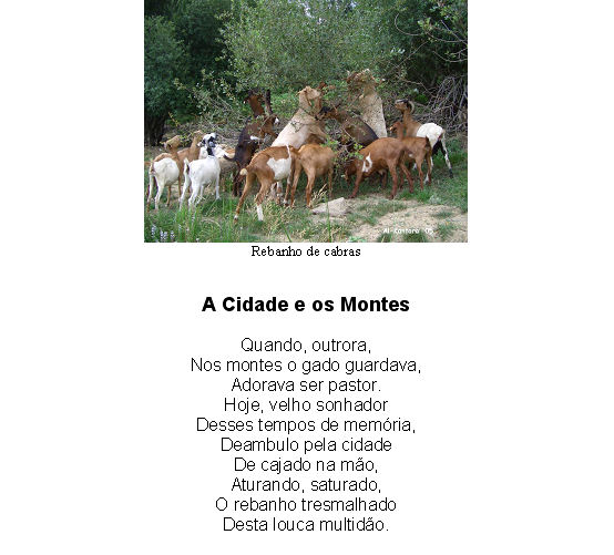 Rebanho de cabras